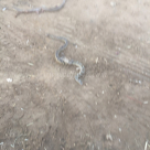  بالفيديو: العثور على أفاعي سامة قرب البيوت في قرية دهمش 